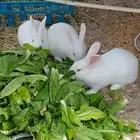 ارانب فرنسي ماشاءالله تبارك الله