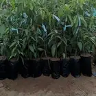 خط جيزان أبو عريش