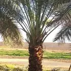 يوجد لدي نخل لاالبيع