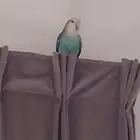 السلام عليكم اللي عندي طيور للتبني انا اتبناها