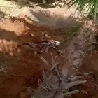 للبيع نخل وشنطني