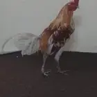 ديك باكستاني هجين