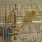 سلام عليكم ورحمه الله وبركاته جوز كروان منتج واليفه