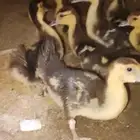 صيصان بط سوداني ابو بحه للبيع