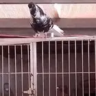 جوز مزهر أو طباشري