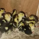 صيصان بط سوداني ابو بحه للبيع