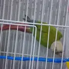 تم البيع   ذكر كنيور اناناس