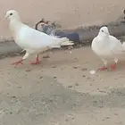 حمام فرنسي زوج