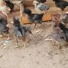 صيصان دجاج بلدي و فيومي للبيع