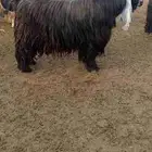 تيس عارضي