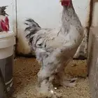 دجاج براهما