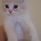 قط أليف للبيع عمره شهرين من ام شيرازي واب هملايا