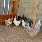 دجاج بلدي بياض ونضيف احجام كبيره 14 دجاجه و 2 ادياك اخوان ج0