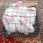 أعرض لكم زوجين ارانب فرنسي