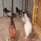 ديوك دجاج بلدي و فيومي للبيع