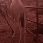 بكره للبيع