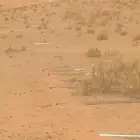 شبوك مزارع