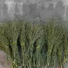 مرخ طازج للبيع