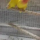 جوز روز شرط نظافه وصحه 100  ما شاء الله تبارك الله