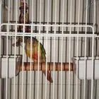 كنيور اليف متكلم لعوب