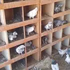 الحرازات بعد محطة الشموخ