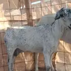 معزا للبيع