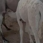 حشوان للبيع