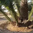 نخل للبيع الرياض