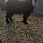 للبيع تيس عارضي