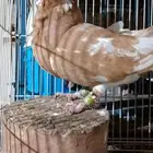 جوز كشكش بنتاجه