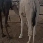 حشوان للبيع