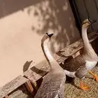 الخرج جوز وز عراقي اصل