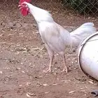 ديوك بلدي للبيع