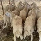ذبايح طليان حري يتوفر ذبح وتوصيل