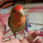 روز