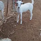 جفره بيشيه فاخره