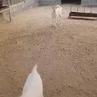 ماعز قزم تيس وعنز