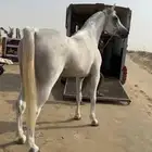 حصان شعبي