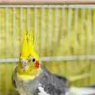 طير زينه كروان كوكتيل