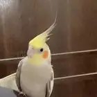 عصفور ضائع