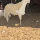 فحل صنف مشروط