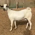 عنز بيشيه كحلاء