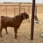 فحل ادهم مهجن كايف