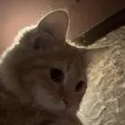 قط ذكر لتبني