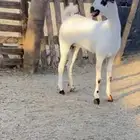 جفره بيشيه طيب