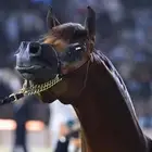 مهر واهو