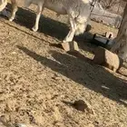 فحل حري ( على نية بيع )