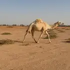 بكره وضحى