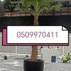 نخل واشنطني زينة جودة مميزة
