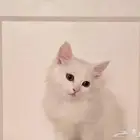 قط صغير ابيض وجميل جدا